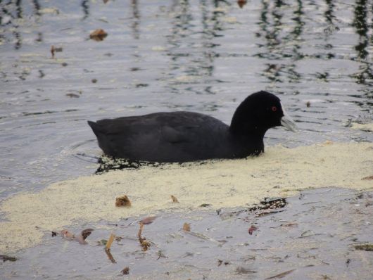 Duck Narawntapu N.P.